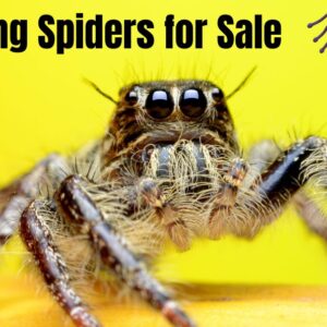 Jumping Spiders for Sale