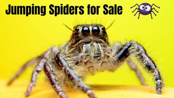 Jumping Spiders for Sale