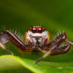 Jumping Spiders for Sale