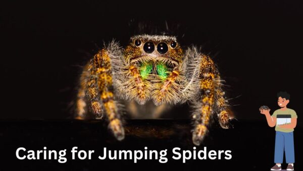 Jumping Spiders for Sale