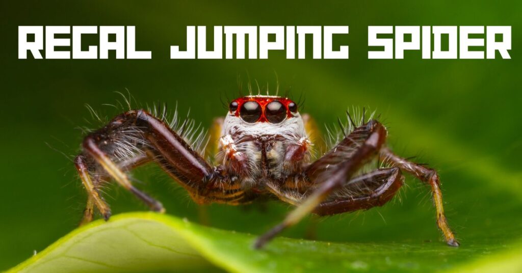 Regal Jumping Spider