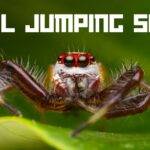 Regal Jumping Spider