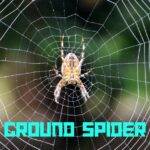 Ground Spider