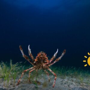 Ground Spider of Australia