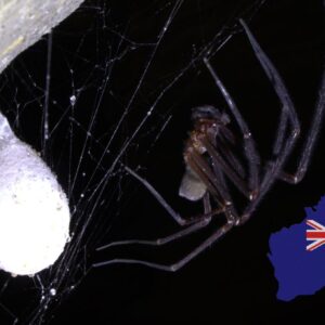 Ground Spider of Australia (