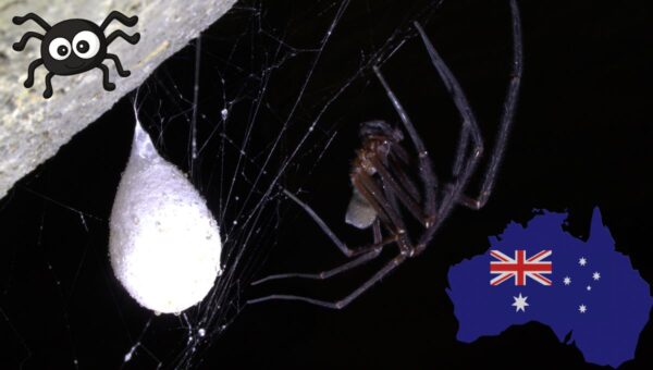 Ground Spider of Australia (