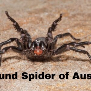 Ground Spider of Australia