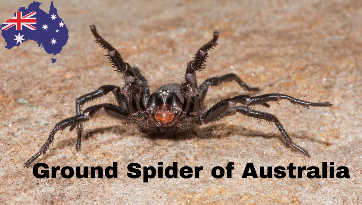 Ground Spider of Australia