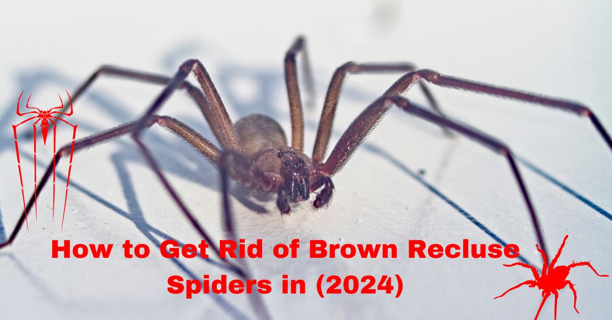 How to Get Rid of Brown Recluse Spiders in (2024)
