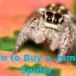 Where to Buy a Jumping Spider