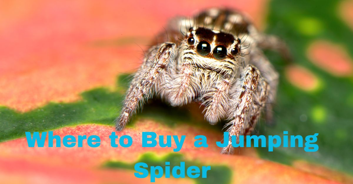 Where to Buy a Jumping Spider