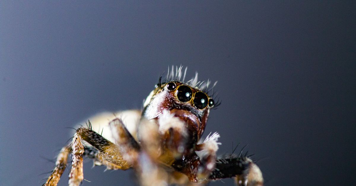 Jumping- Spiders