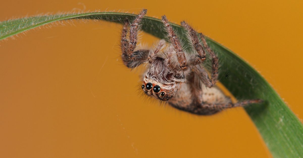 Jumping- Spiders