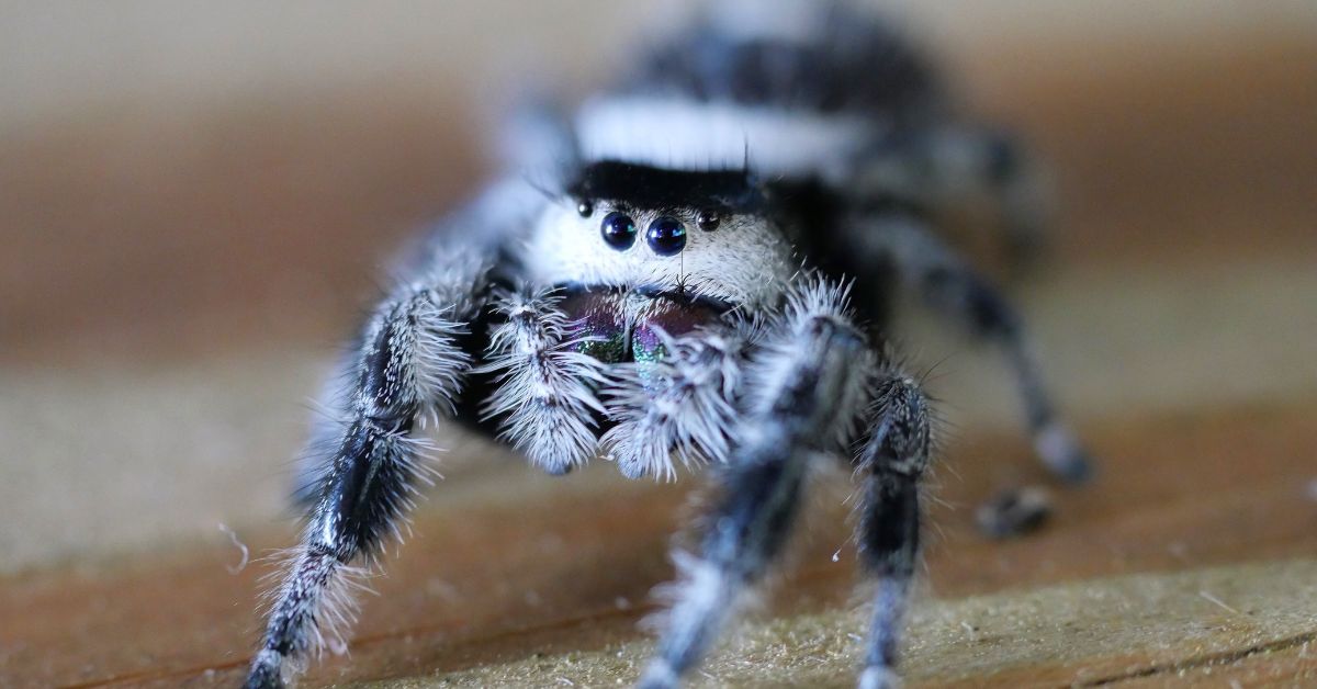 Jumping- Spiders