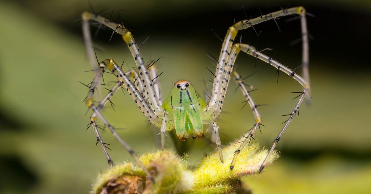 Jumping- Spiders