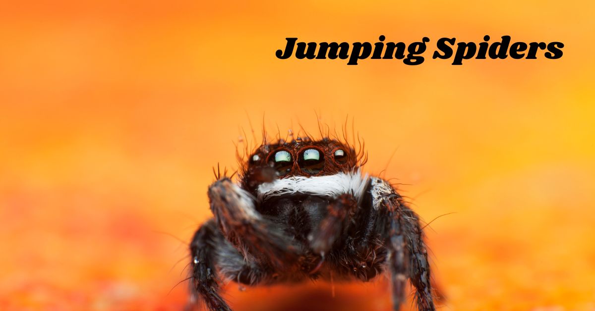 Jumping- Spiders