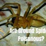 Are Ground Spiders Poisonous?