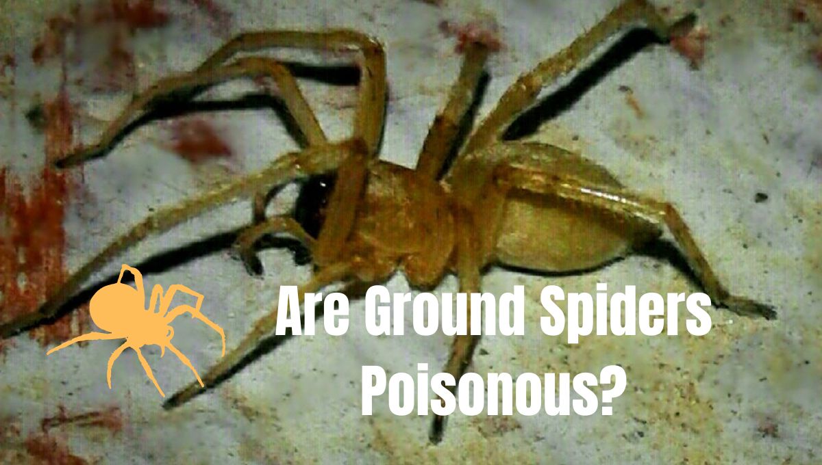 Are Ground Spiders Poisonous?