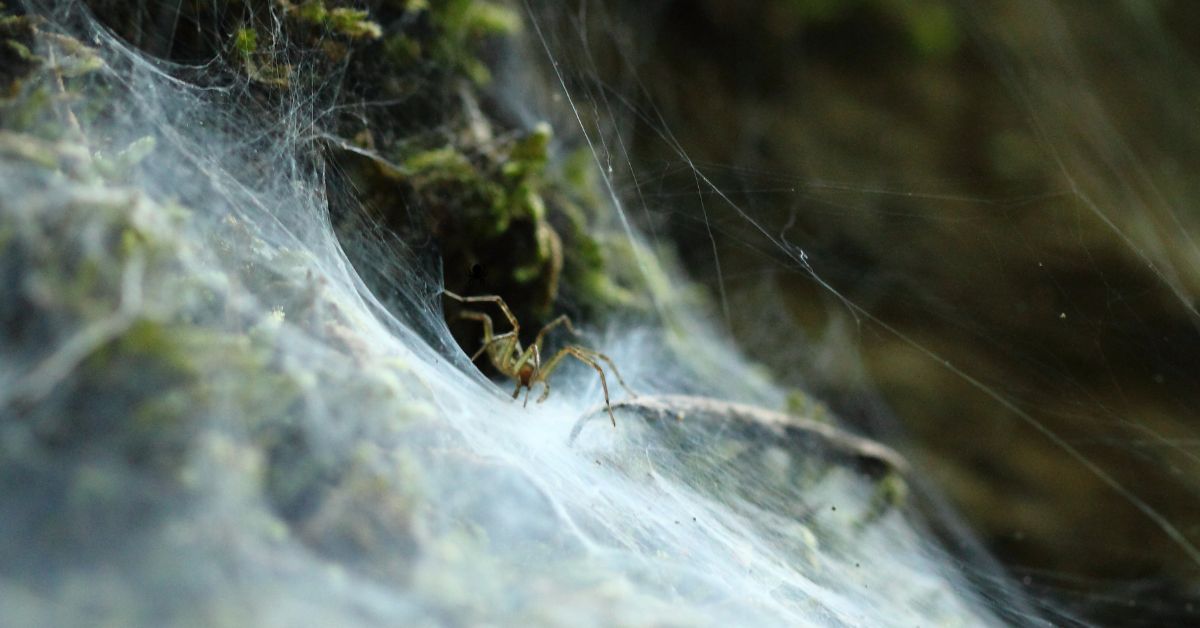 Understanding- Ground- Spiders