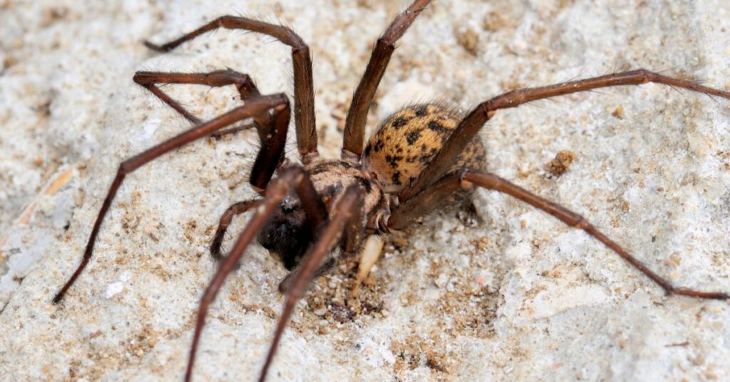 What Kills Brown Recluse Spiders