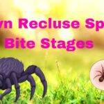 Brown Recluse Spider Bite Stages: