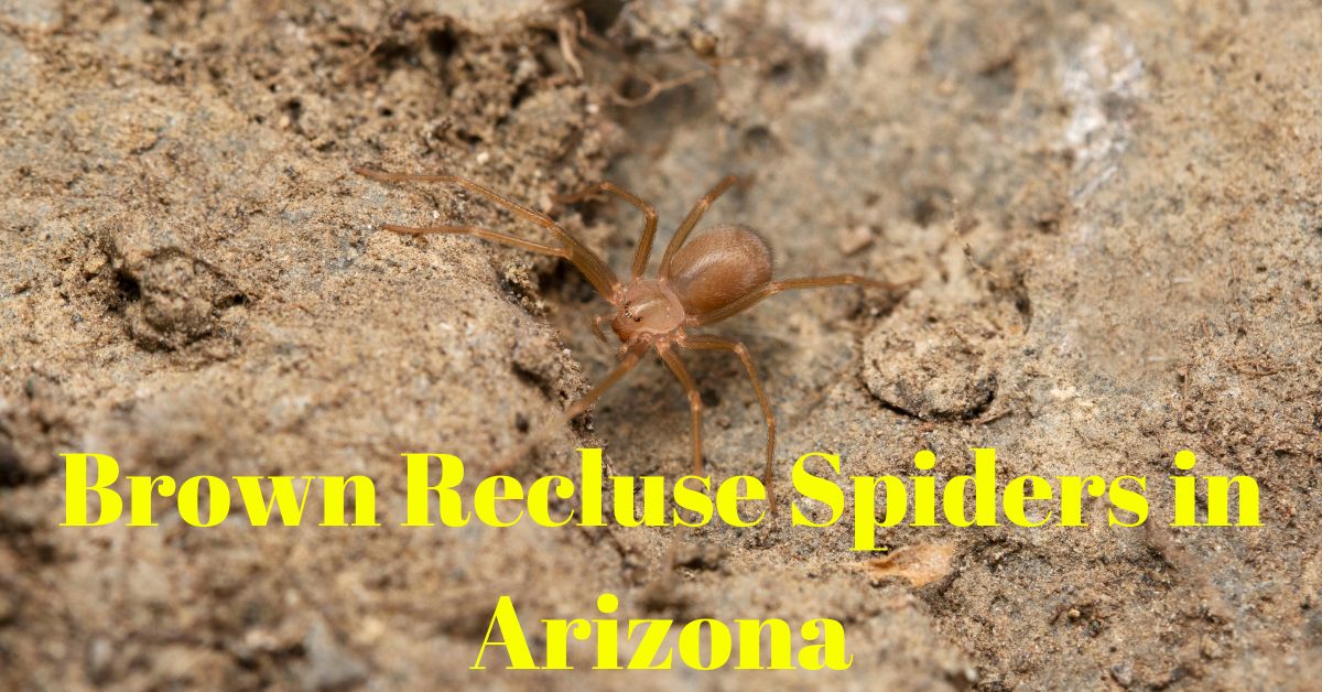 Brown Recluse Spiders in Arizona