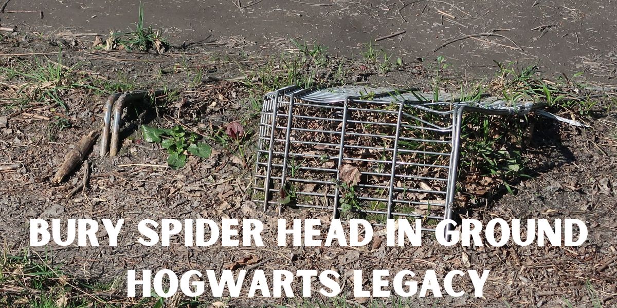 Bury Spider Head in Ground Hogwarts Legacy