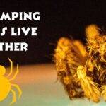 Can Jumping Spiders Live Together