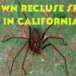 Brown Recluse Spider in California