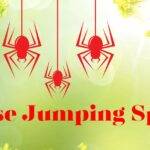 House Jumping Spider