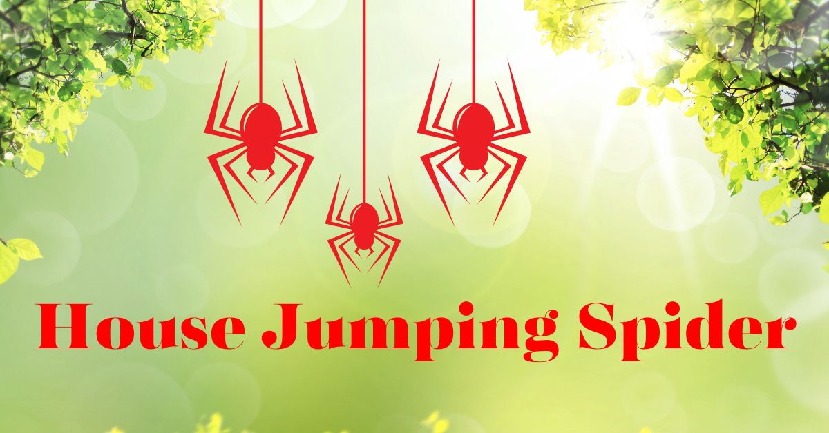 House Jumping Spider