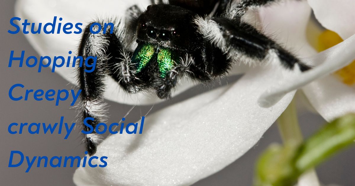 Jumping- Spiders