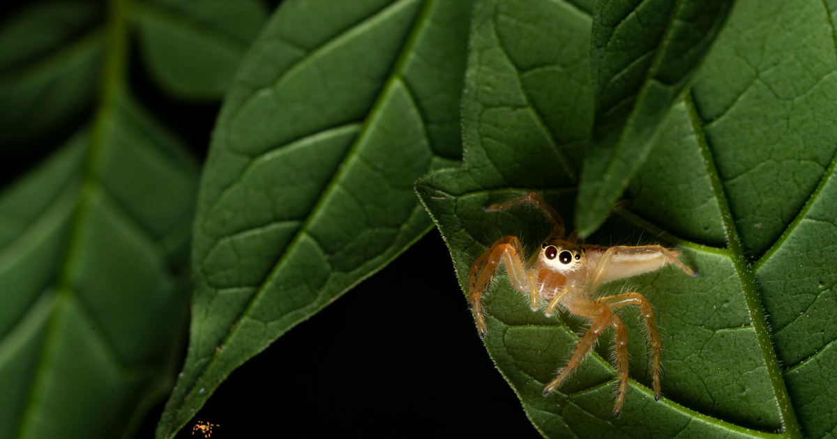 Striped- Ground- Spider