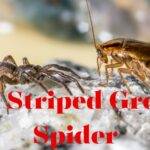 Two Striped Ground Spider