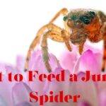 What to Feed a Jumping Spider