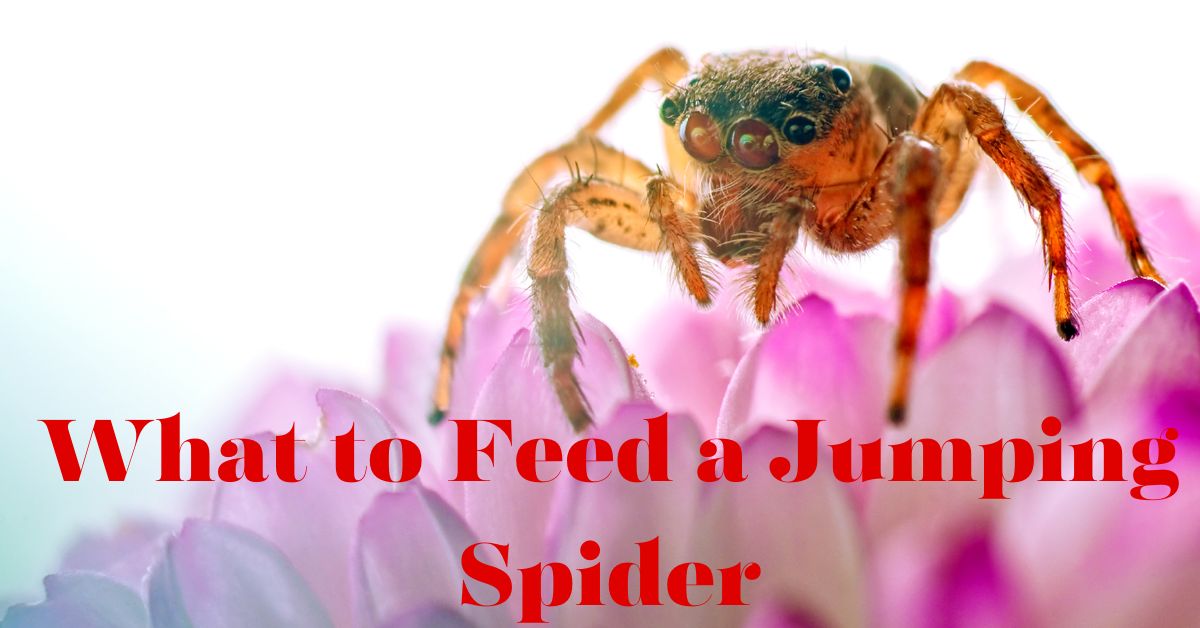 What to Feed a Jumping Spider