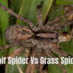 Wolf -Spider- Vs -Grass- Spider