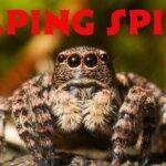 Jumping Spider