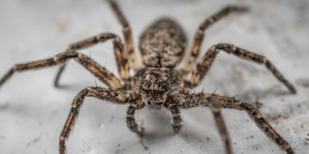 Alberta Brown Recluse Spider