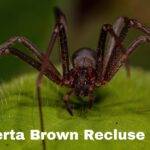 Alberta Brown Recluse Spider