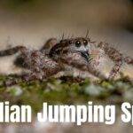 Brazilian Jumping Spider