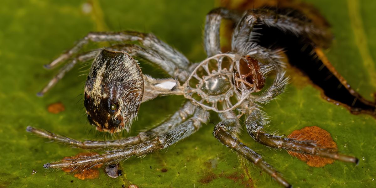 How Long Does It Take A Jumping Spider To Molt?