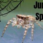 Jumping-Spiders