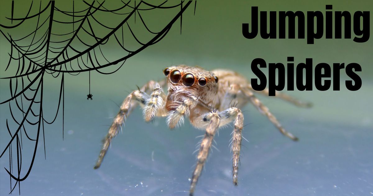 Jumping-Spiders