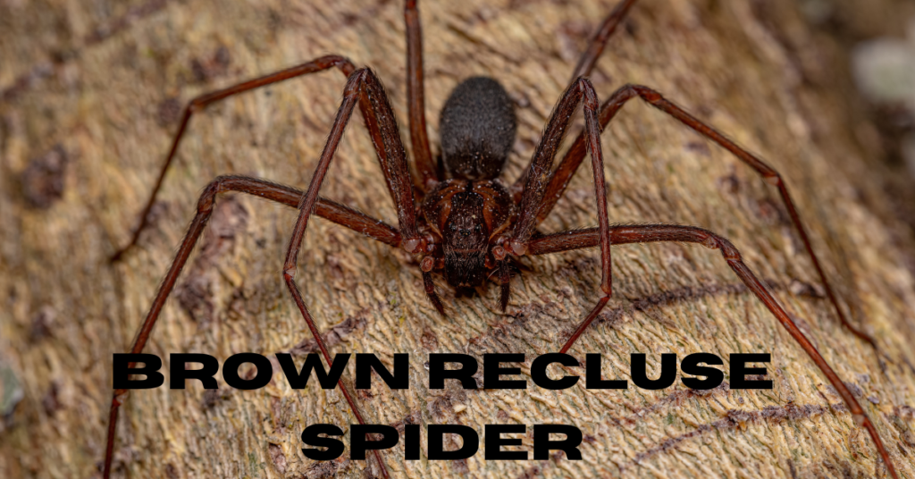 Brown-Recluse-Spider