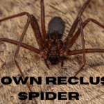 Brown-Recluse-Spider