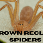 Brown-Recluse-Spiders