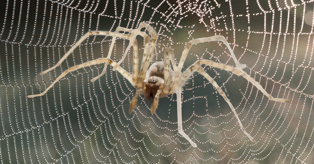 Ground-Spiders..