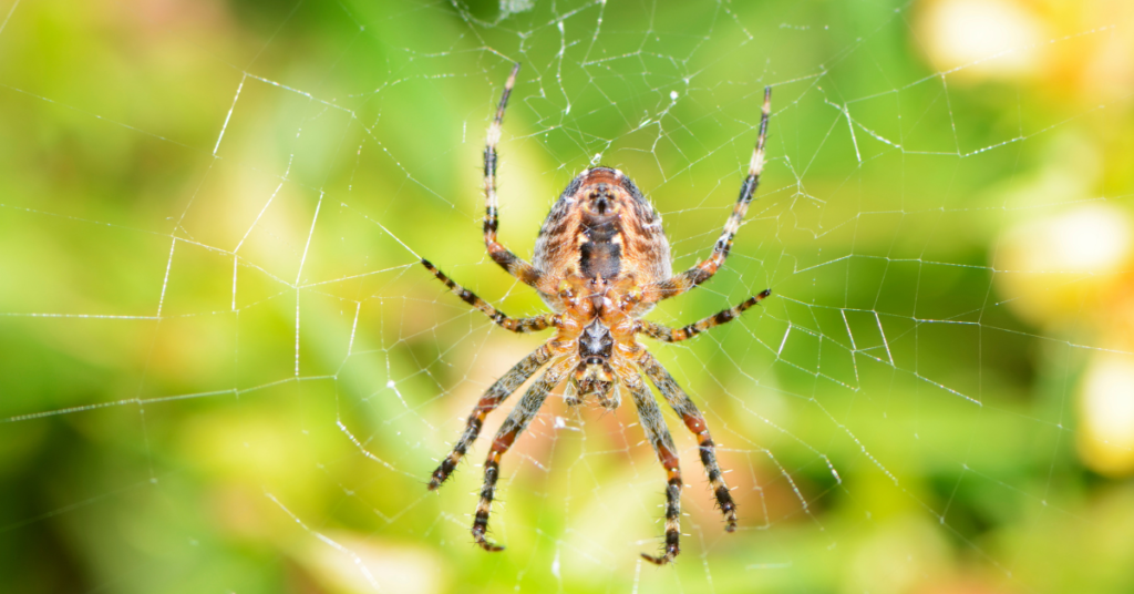 Ground-Spiders,