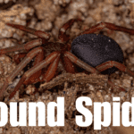 Ground-Spiders,,